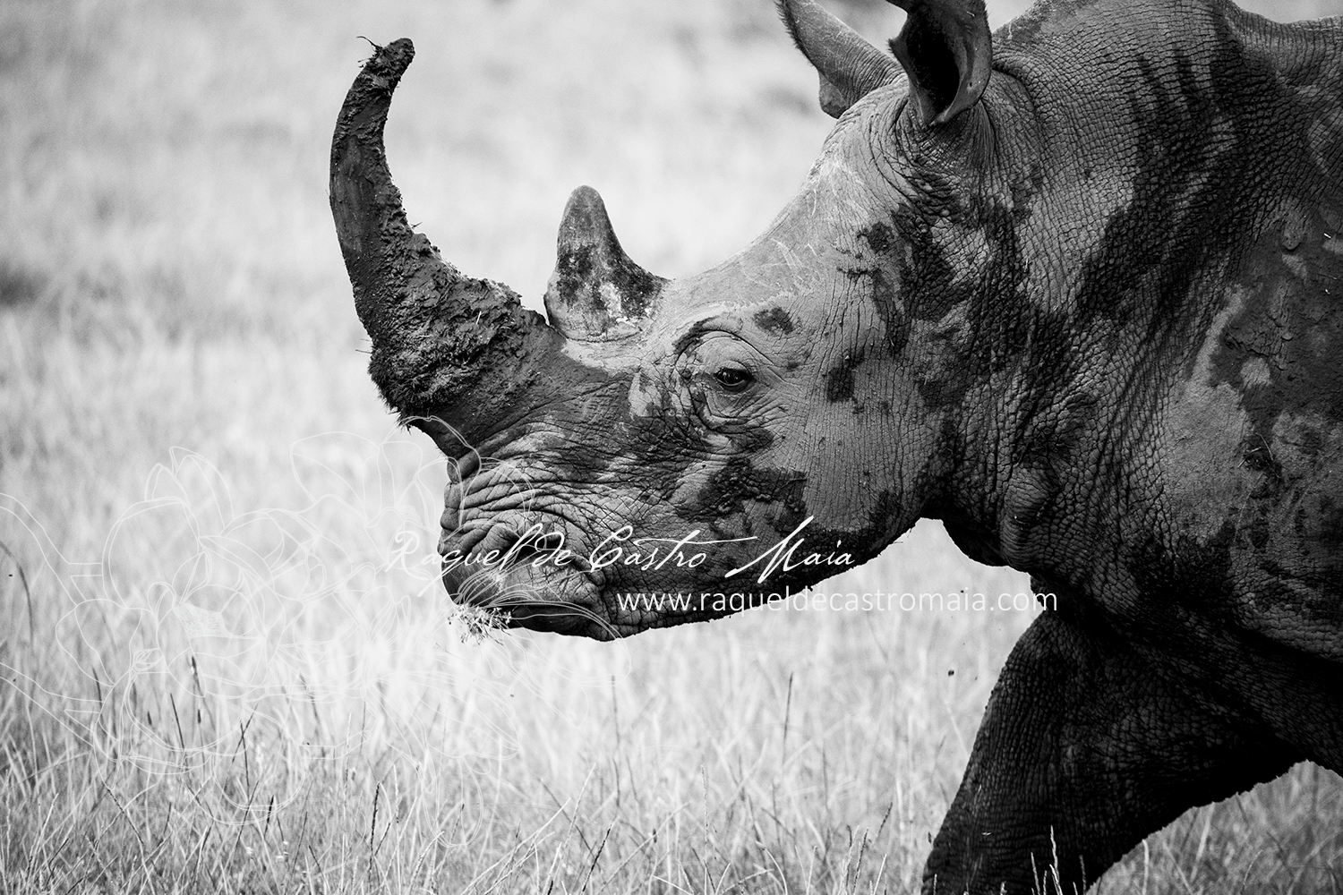 Wildlife Prints For Sale | Professional Photographer and Visual Storyteller