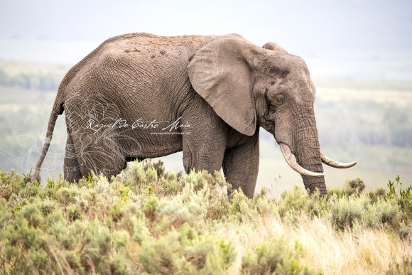 Wildlife Prints For Sale | Professional Photographer and Visual Storyteller